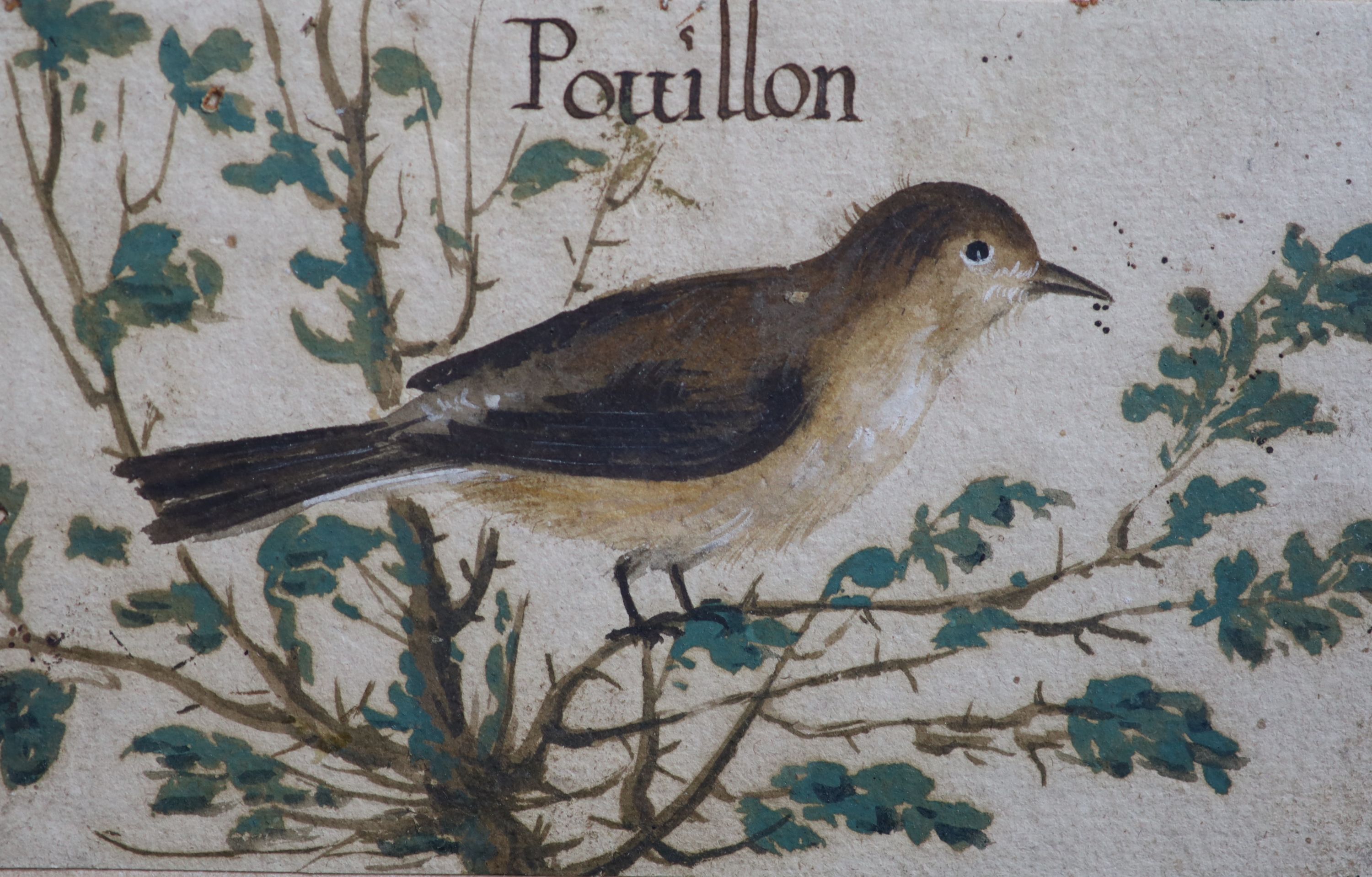 Early 17th century French School , Two bird studies, one title Pouillon, bodycolour on paper, 10 x 15.5cm and 8 x 17.5cm